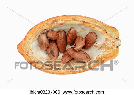 Stock Image - Opened cocoa fruit with cocoa beans (Theobroma cacao). Fotosearch