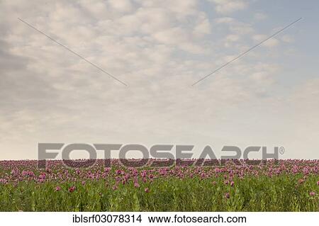 "Opium Poppies (Papaver somniferum), Meissner, Germerode, Hesse, Germany, Europe" View Large Photo Image Picture - "Opium Poppies (Papaver somniferum), Meissner, Germerode, Hesse, Germany, Europe". Fotosearch