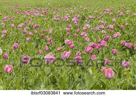 "Opium Poppies (Papaver somniferum), Meissner, Germerode, Hesse, Germany, Europe" View Large Photo Image Stock Image - "Opium Poppies (Papaver somniferum), Meissner, Germerode, Hesse, Germany, Europe". Fotosearch