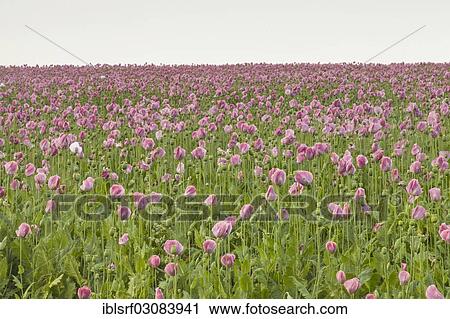 Stock Image - "Opium Poppies (Papaver somniferum), Meissner, Germerode, Hesse, Germany, Europe". Fotosearch