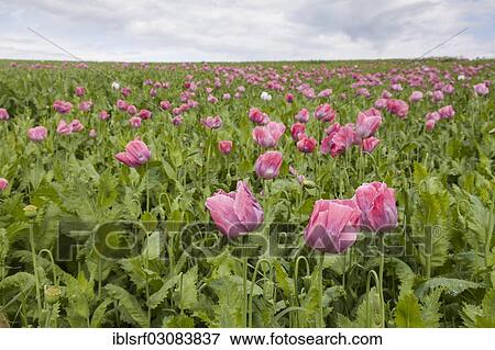 "Opium Poppies (Papaver somniferum), Meissner, Germerode, Hesse, Germany, Europe" View Large Photo Image Stock Photo - "Opium Poppies (Papaver somniferum), Meissner, Germerode, Hesse, Germany, Europe". Fotosearch