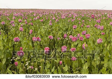 Stock Photo - "Opium Poppies (Papaver somniferum), Meissner, Germerode, Hesse, Germany, Europe". Fotosearch