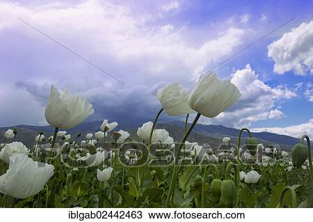 Stock Image - "Opium poppy (Papaver somniferum) field, Turkey, Asia". Fotosearch