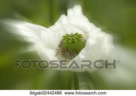 "Opium poppy (Papaver somniferum), Southwest Turkey, Turkey, Asia" View Large Photo Image Stock Photograph - "Opium poppy (Papaver somniferum), Southwest Turkey, Turkey, Asia". Fotosearch