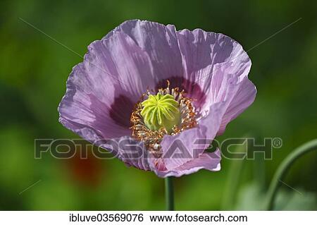 Stock Photograph - "Opium Poppy (Papaver somniferum), flower". Fotosearch