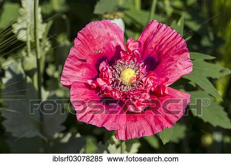 Stock Photography - "Opium Poppy (Papaver somniferum), Fuldabruck, Hesse, Germany, Europe". Fotosearch