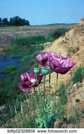 "Opium Poppy (Papaver somniferus), growing on sandy soil" View Large Photo Image Stock Photo - "Opium Poppy (Papaver somniferus), growing on sandy soil". Fotosearch