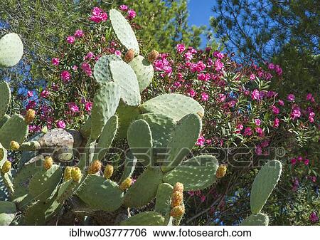 Stock Photograph - "Opuntia (Opuntia ficus-indica) with fruits, Sicily, Italy, Europe". Fotosearch