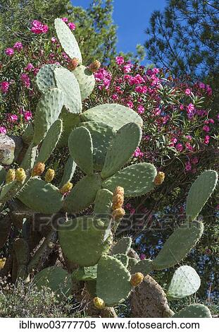 "Opuntia (Opuntia ficus-indica) with fruits, Sicily, Italy, Europe" View Large Photo Image Stock Photography - "Opuntia (Opuntia ficus-indica) with fruits, Sicily, Italy, Europe". Fotosearch
