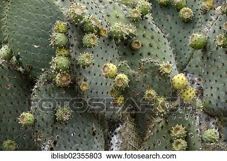 Stock Image - "Opuntia or Prickly Pear (Opuntia echios) with fruit, Isabela Island, Galapagos Islands, UNESCO World Heritage Site, Ecuador, South America". Fotosearch