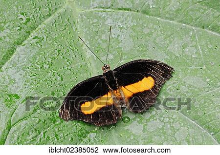 Stock Image - "Orange-banded Shoemaker Butterfly (Catonephele orites), male, native to South America, in captivity, Germany, Europe". Fotosearch