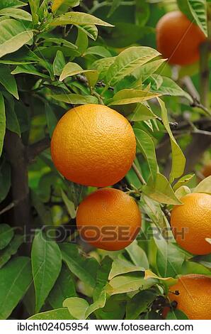 "Orange (Citrus sinensis), fruit on the tree, Provence, Southern France, France, Europe" View Large Photo Image Picture - "Orange (Citrus sinensis), fruit on the tree, Provence, Southern France, France, Europe". Fotosearch
