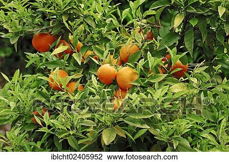 "Orange (Citrus sinensis), fruit on the tree, Provence, Southern France, France, Europe" View Large Photo Image Stock Image - "Orange (Citrus sinensis), fruit on the tree, Provence, Southern France, France, Europe". Fotosearch