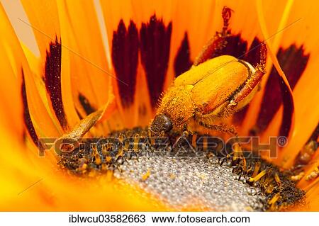 "Orange-coloured beetle on an orange Gazania flower, Namaqualand, South Africa, Africa" View Large Photo Image Stock Image - "Orange-coloured beetle on an orange Gazania flower, Namaqualand, South Africa, Africa". Fotosearch