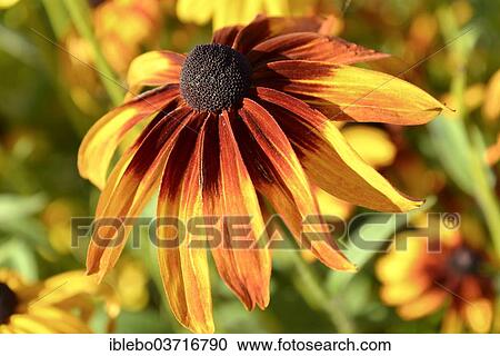 "Orange Coneflower (Rudbeckia fulgida), hybrid, flowering, Baden-Wurttemberg, Germany, Europe" View Large Photo Image Stock Image - "Orange Coneflower (Rudbeckia fulgida), hybrid, flowering, Baden-Wurttemberg, Germany, Europe". Fotosearch