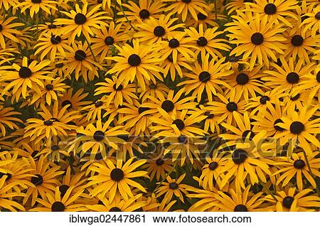 Orange Coneflower (Rudbeckia fulgida) View Large Photo Image Stock Image - Orange Coneflower (Rudbeckia fulgida). Fotosearch