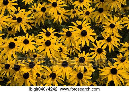 Orange Coneflowers (Rudbeckia fulgida 'Goldsturm') View Large Photo Image Stock Image - Orange Coneflowers (Rudbeckia fulgida 'Goldsturm'). Fotosearch
