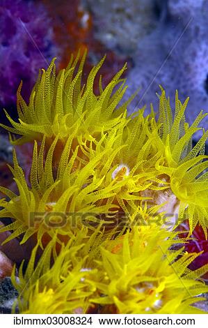 Picture - "Orange Cup Coral (Tubastrea coccinea), Padre Burgos, -, Southern Leyte, Philippines, Asia". Fotosearch