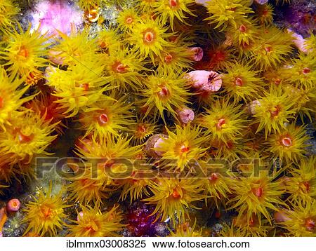Stock Photography - "Orange Cup Coral (Tubastrea coccinea), Padre Burgos, -, Southern Leyte, Philippines, Asia". Fotosearch