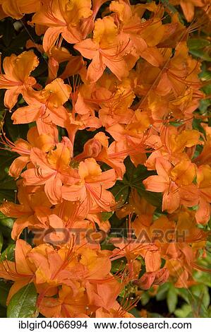 "Orange flowering Rhododendron (Rhododendron molle), Saxony, Germany, Europe" View Large Photo Image Picture - "Orange flowering Rhododendron (Rhododendron molle), Saxony, Germany, Europe". Fotosearch
