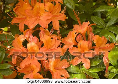 "Orange flowering Rhododendron (Rhododendron molle), Saxony, Germany, Europe" View Large Photo Image Stock Photo - "Orange flowering Rhododendron (Rhododendron molle), Saxony, Germany, Europe". Fotosearch
