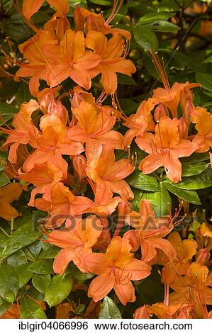 "Orange flowering Rhododendron (Rhododendron molle), Saxony, Germany, Europe" View Large Photo Image Stock Photograph - "Orange flowering Rhododendron (Rhododendron molle), Saxony, Germany, Europe". Fotosearch
