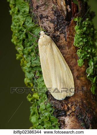 Picture - "Orange Footman (Eilema sororcula), adult, resting on lichen covered twig, Cannobina Valley, Italian Alps, Italy, Europe". Fotosearch
