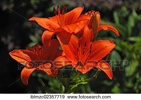 "Orange lily flowers (Lilium sp. ), Erlangen, Middle Franconia, Bavaria, Germany, Europe" View Large Photo Image Stock Photo - "Orange lily flowers (Lilium sp. ), Erlangen, Middle Franconia, Bavaria, Germany, Europe". Fotosearch