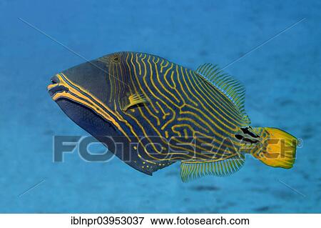 "Orange-lined triggerfish (Balistapus undulatus), Makadi Bay, Red Sea, Hurghada, Egypt, Africa" View Large Photo Image Stock Photo - "Orange-lined triggerfish (Balistapus undulatus), Makadi Bay, Red Sea, Hurghada, Egypt, Africa". Fotosearch