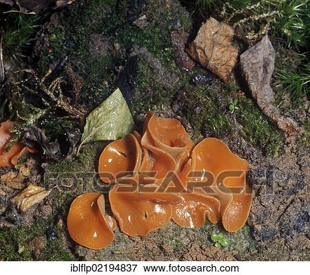Stock Photo - "Orange Peel fungus (Peziza aurantia, Aleuria aurantia)". Fotosearch