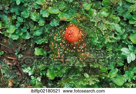 Stock Image - "Orange Puffball (Calostoma cinnabarina), Costa Rica, Central America, North America". Fotosearch