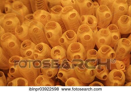 "Orange Sea Squirts (Ascidiacea), colony, Sabang Beach, Puerto Galera, Mindoro, Philippines, Asia" View Large Photo Image Stock Photo - "Orange Sea Squirts (Ascidiacea), colony, Sabang Beach, Puerto Galera, Mindoro, Philippines, Asia". Fotosearch