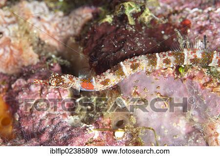 "Orange-spotted Pipefish (Corythoichthys ocellatus), adult, swimming over coral, Penemu Island, Raja Ampat Islands, Four Kings, West Papua, New Guinea, Indonesia, Southeast Asia, Asia" View Large Photo Image Stock Photo - "Orange-spotted Pipefish (Corythoichthys ocellatus), adult, swimming over coral, Penemu Island, Raja Ampat Islands, Four Kings, West Papua, New Guinea, Indonesia, Southeast Asia, Asia". Fotosearch