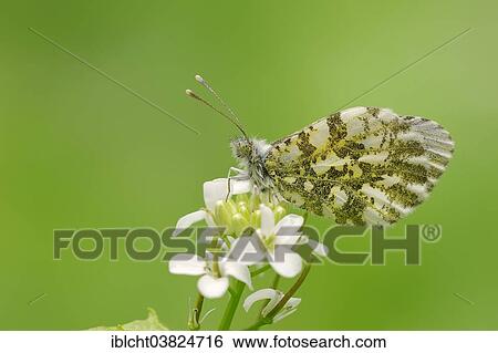 "Orange Tip (Anthocharis cardamines), female perched on Garlic Mustard (Alliaria petiolata), North Rhine-Westphalia, Germany, Europe" View Large Photo Image Stock Photograph - "Orange Tip (Anthocharis cardamines), female perched on Garlic Mustard (Alliaria petiolata), North Rhine-Westphalia, Germany, Europe". Fotosearch