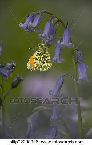 "Orange-tip Butterfly (Anthocharis cardamines), adult male, resting on Bluebell (Endymion non-scriptus), flower in woodland, Peak District, Derbyshire, England, United Kingdom, Europe" View Large Photo Image Stock Photograph - "Orange-tip Butterfly (Anthocharis cardamines), adult male, resting on Bluebell (Endymion non-scriptus), flower in woodland, Peak District, Derbyshire, England, United Kingdom, Europe". Fotosearch