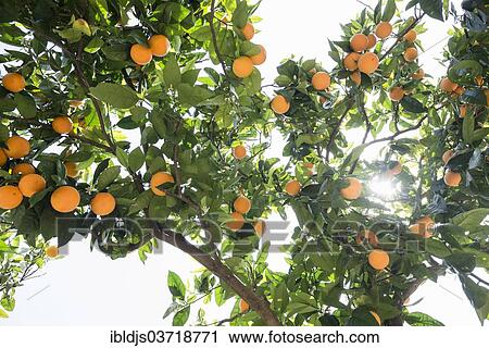 Stock Image - "Orange tree and sunshine, Soller, Majorca, Balearic Islands, Spain, Europe". Fotosearch