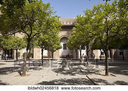 "Orange tree courtyard of the Cathedral of Santa Maria de la Sede, Seville, Andalucia, Spain, Europe" View Large Photo Image Stock Photo - "Orange tree courtyard of the Cathedral of Santa Maria de la Sede, Seville, Andalucia, Spain, Europe". Fotosearch