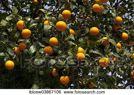 "Orange tree, Majorca, Balearic Islands, Spain, Europe" View Large Photo Image Stock Photograph - "Orange tree, Majorca, Balearic Islands, Spain, Europe". Fotosearch