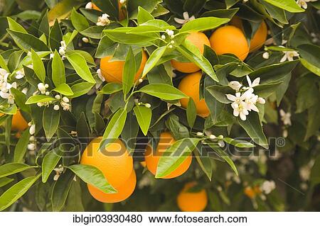 Stock Image - "Orange tree with flowers and fruits, Algarve, Portugal, Europe". Fotosearch