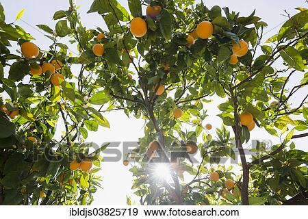 "Orange trees, citrus plantation, Fornalutx, Majorca, Balearic Islands, Spain, Europe" View Large Photo Image Stock Photo - "Orange trees, citrus plantation, Fornalutx, Majorca, Balearic Islands, Spain, Europe". Fotosearch