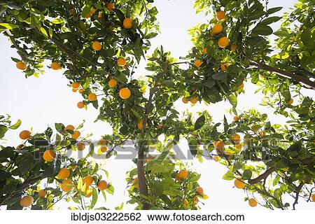 "Orange trees with sun, from below, Fornalutx, Soller, Majorca, Balearic Islands, Spain, Europe" View Large Photo Image Stock Image - "Orange trees with sun, from below, Fornalutx, Soller, Majorca, Balearic Islands, Spain, Europe". Fotosearch