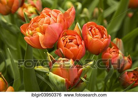 "Orange Tulips (Tulipa sp. ), Keukenhof, Lisse, South Holland, Holland, Netherlands" View Large Photo Image Stock Photograph - "Orange Tulips (Tulipa sp. ), Keukenhof, Lisse, South Holland, Holland, Netherlands". Fotosearch