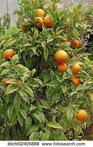 "Oranges (Citrus sinensis), fruit on the tree, Provence, Southern France, France, Europe" View Large Photo Image Stock Photo - "Oranges (Citrus sinensis), fruit on the tree, Provence, Southern France, France, Europe". Fotosearch