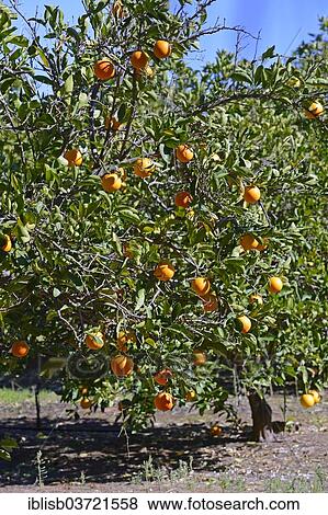 Stock Photo - "Oranges on trees in a plantation, near Clanwilliam, Western Cape, South Africa, Africa". Fotosearch