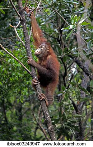 "Orangutan (Pongo pygmaeus), half-grown juvenile climbing a tree, captive, Sabah, Borneo, Malaysia, Asia" View Large Photo Image Stock Photo - "Orangutan (Pongo pygmaeus), half-grown juvenile climbing a tree, captive, Sabah, Borneo, Malaysia, Asia". Fotosearch
