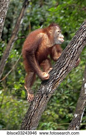 "Orangutan (Pongo pygmaeus), half-grown juvenile climbing a tree, captive, Sabah, Borneo, Malaysia, Asia" View Large Photo Image Stock Photograph - "Orangutan (Pongo pygmaeus), half-grown juvenile climbing a tree, captive, Sabah, Borneo, Malaysia, Asia". Fotosearch