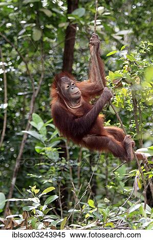 Stock Photography - "Orangutan (Pongo pygmaeus), half-grown juvenile climbing a tree, captive, Sabah, Borneo, Malaysia, Asia". Fotosearch