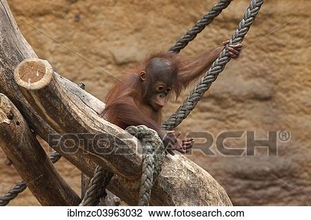 Stock Image - "Orangutan (Pongo pygmaeus), infant climbing on a rope, captive, Germany, Europe". Fotosearch