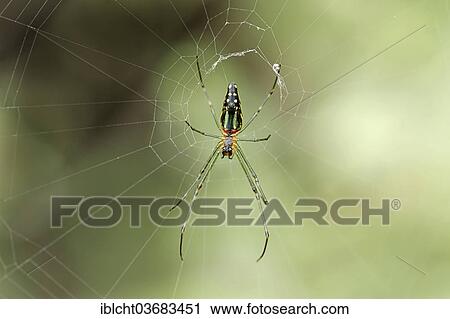 "Orb Weaver (Nephila sp. ) in a web, Keoladeo National Park, Bharatpur, Rajasthan, India, Asia" View Large Photo Image Stock Image - "Orb Weaver (Nephila sp. ) in a web, Keoladeo National Park, Bharatpur, Rajasthan, India, Asia". Fotosearch