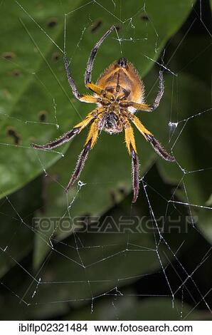 "Orb-weaver Spider (Araneidae sp. ), adult female, resting on web, Los Amigos Biological Station, Madre de Dios, Amazonia, Peru, South America" View Large Photo Image Picture - "Orb-weaver Spider (Araneidae sp. ), adult female, resting on web, Los Amigos Biological Station, Madre de Dios, Amazonia, Peru, South America". Fotosearch